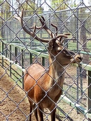 Cervini