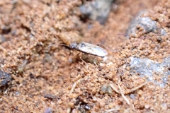 Insecta