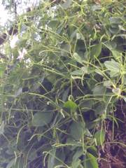 Peperomia increscens