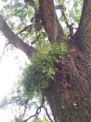 Peperomia increscens