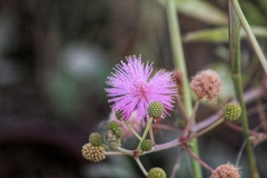 Mimosa pudica