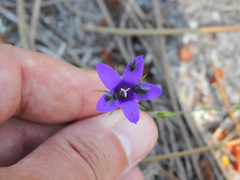 Campanula matritensis