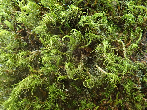 Image of Boulder Broom Moss (Dicranum fulvum) by (c) Christian Berg, some rights reserved (CC BY)