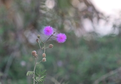 Mimosa pudica