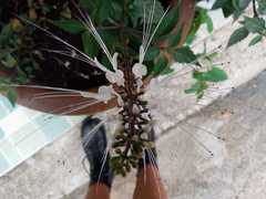 Orthosiphon aristatus
