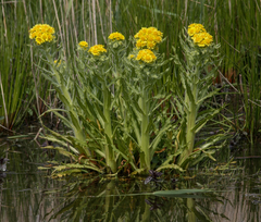 Tephroseris palustris