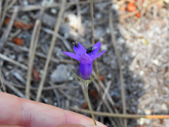 Campanula matritensis