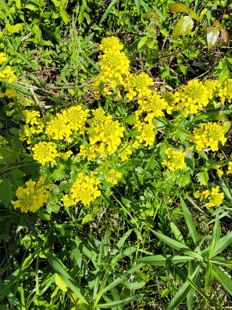 bitter wintercress from Dundalk, MD 21222, USA on May 02, 2022 at 0325