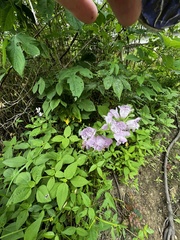 Physostegia angustifolia