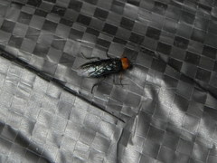 Acantholyda erythrocephala