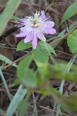 Passiflora