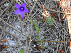 Campanula matritensis