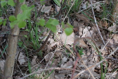 Lacerta agilis argus