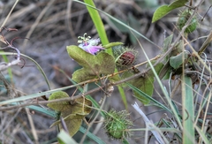 Passiflora