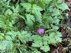 Geranium robertianum