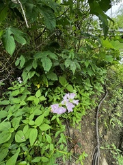 Physostegia angustifolia