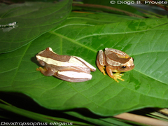 Dendropsophus elegans