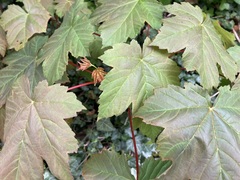 Acer pseudoplatanus