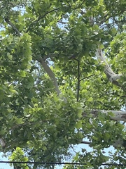 Platanus occidentalis