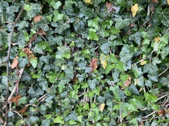 Hedera helix