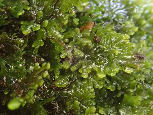 Image of Riccardia multifida by (c) Christian Berg, some rights reserved (CC BY)