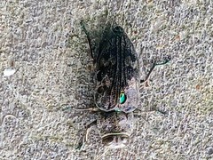 Chalcophora virginiensis