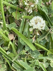 Trifolium repens