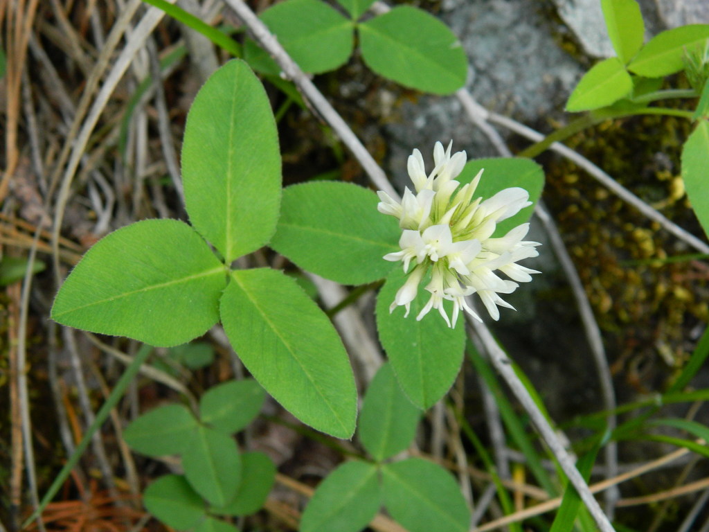 Trébol de hoja ancha