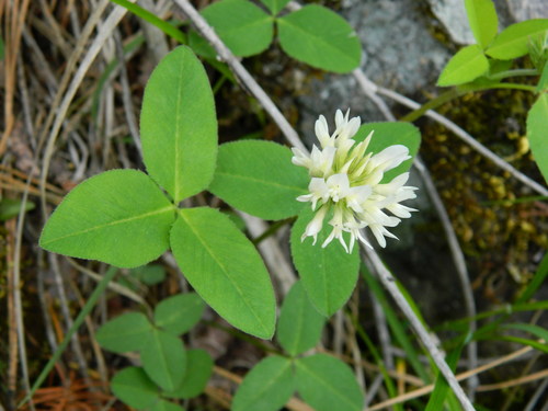 twin clover (Trifolium latifolium)