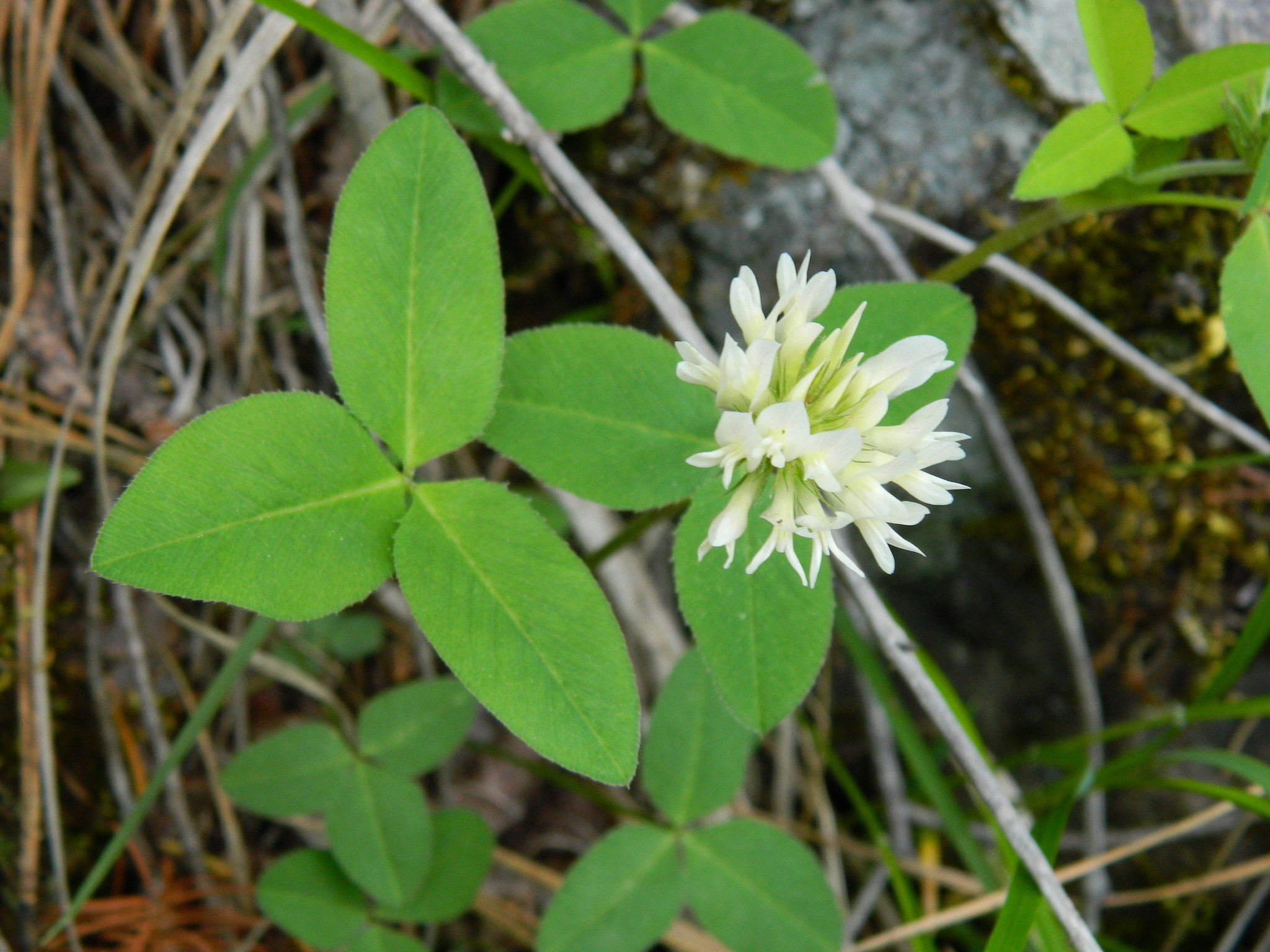 Trifolium latifolium