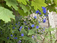 Pentaglottis sempervirens