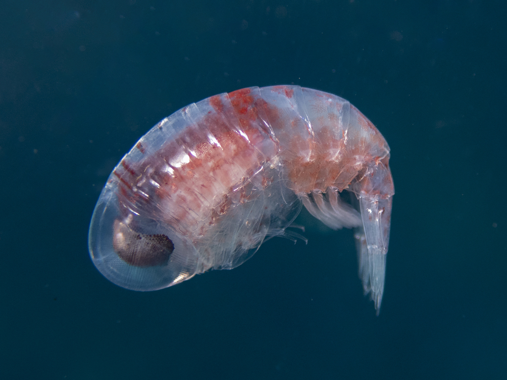 Hyperiidae from near Achivadolimni, Milos, Greece on April 27, 2022 at ...