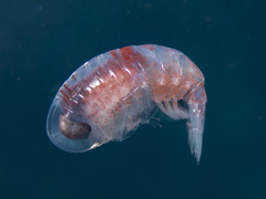 Hyperiidae