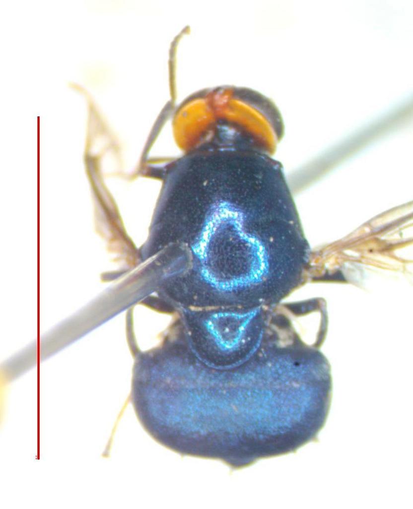 Panacris microdonta
