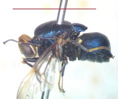 Panacris microdonta