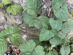 Rubus fruticosus