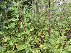 Tanacetum parthenium