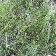 Carex atlantica