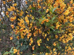 Cytisus scoparius