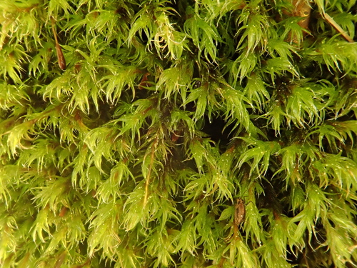 Image of Racomitrium affine by (c) Christian Berg, some rights reserved (CC BY)