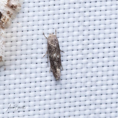 Elachista illectella