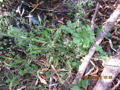 Apium graveolens