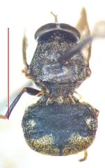 Dicyphoma schaefferi