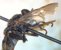 Dicyphoma schaefferi