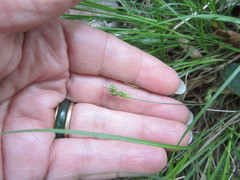 Carex reznicekii