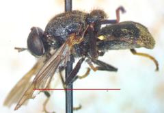 Dicyphoma schaefferi