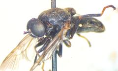 Dicyphoma schaefferi