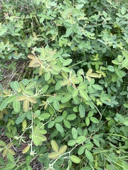 Lespedeza texana