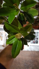 Magnolia grandiflora