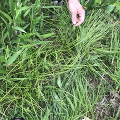 Carex debilis debilis